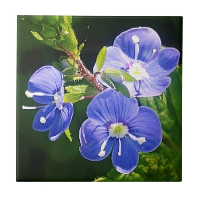 Three Blue Flowers  Tile (Front)
