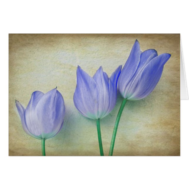 Three Blue Tulips (Front Horizontal)