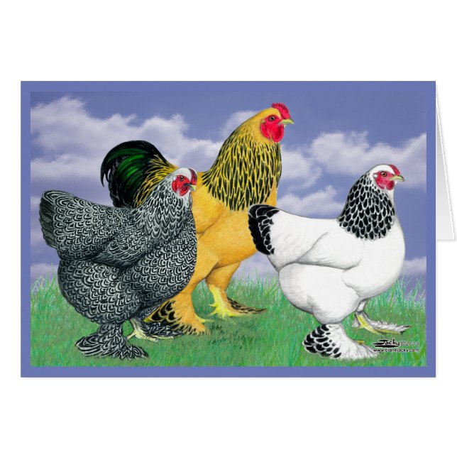 Three Brahmas (Front Horizontal)