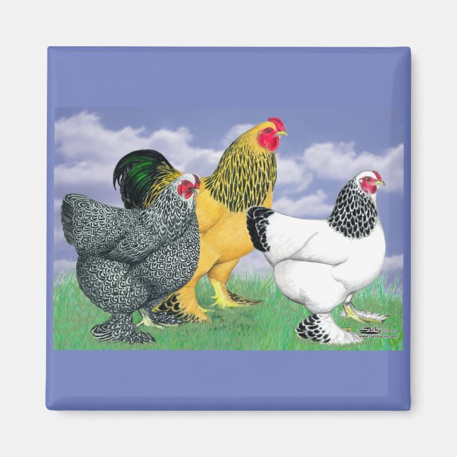 Three Brahmas Magnet (Front)