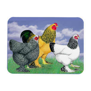 Three Brahmas Magnet