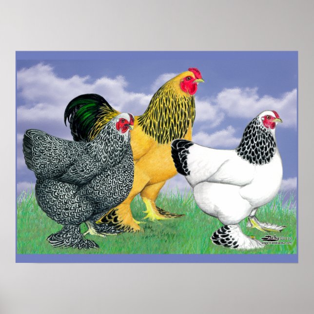 Three Brahmas Poster (Front)