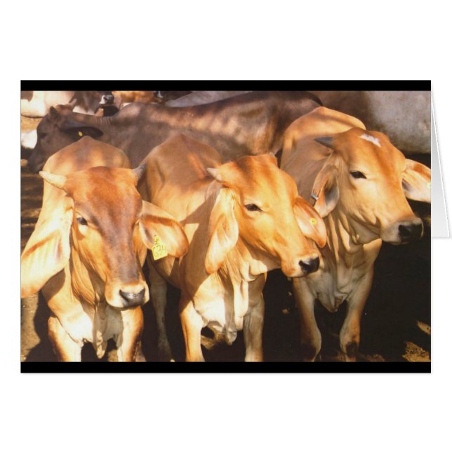 Three Brown Cows in Golden Sunlight Greeting Card (Front Horizontal)