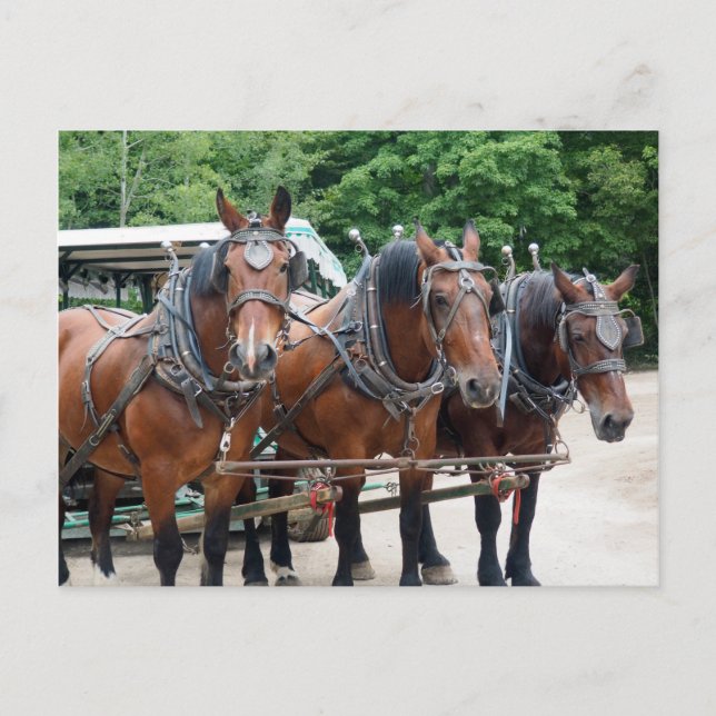 Three Brown Draught Horses Postcard (Front)