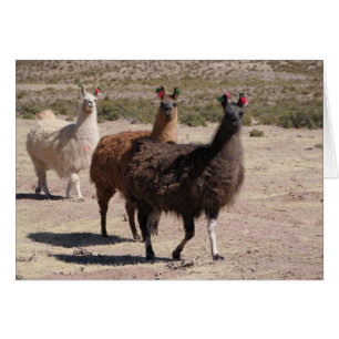 Three Brown Llamas Not Card