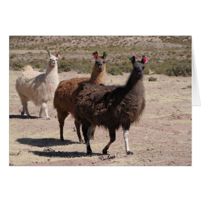 Three Brown Llamas Not Card (Front Horizontal)