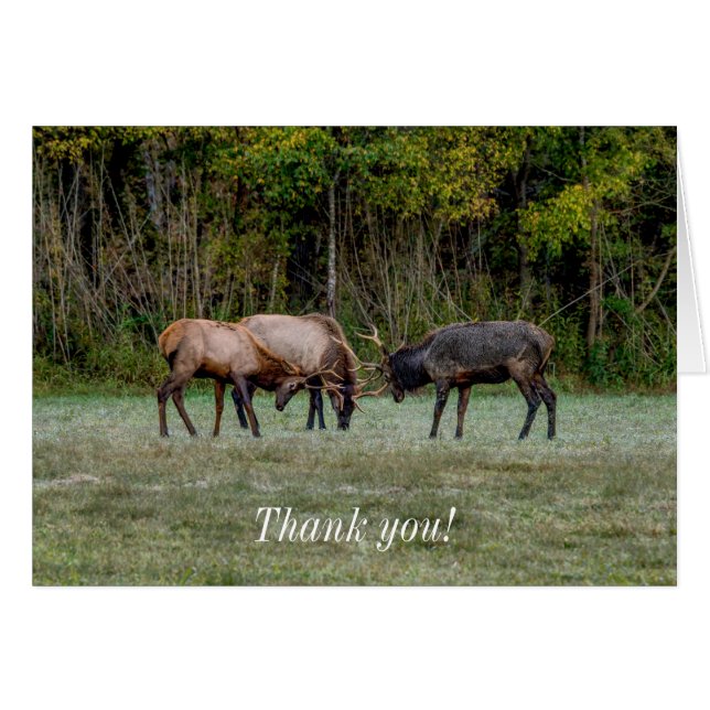 Three Bull Elk Fight Thank you Card (Front Horizontal)