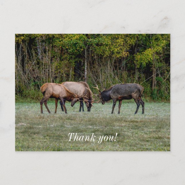 Three Bull Elk Fighting Thank you Postcard (Front)