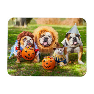 Three Bulldogs in Costumes Magnet