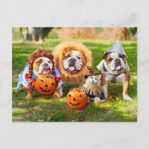 Three Bulldogs in Costumes Postcard
