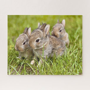 Three Bunnies in the grass Jigsaw Puzzle