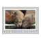 Three California Sea Lions - Three Amigos Poster