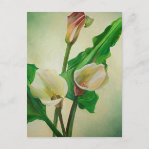 Three Calla Lilies Stunning Botanical Acrylic Postcard