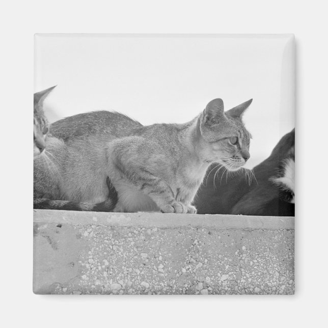 Three cats magnet (Front)