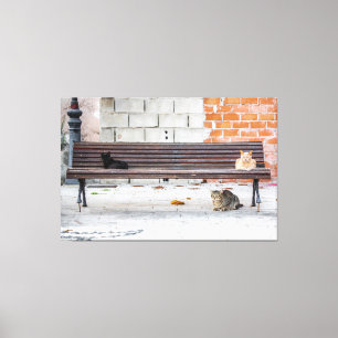 Three Cats on a Bench Canvas Print
