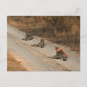 Three Cheetahs on Dirt Road at Sunrise - Postcard