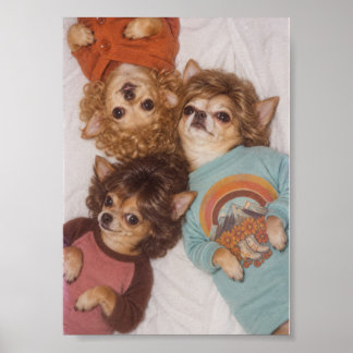 Three Chihuahua Friends with Big 1980s Hair Poster