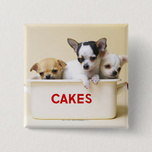 Three chihuahua puppies in cake tin 15 cm square badge