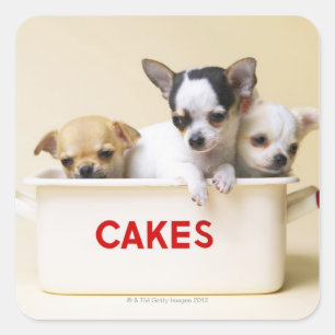 Three chihuahua puppies in cake tin square sticker