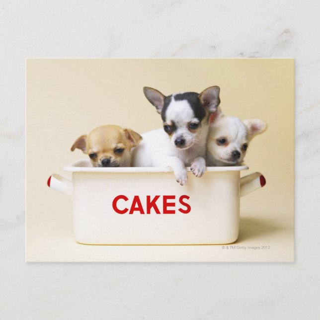 Three Chihuahua Puppies Postcard (Front)