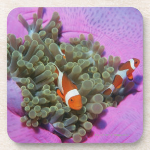 Three Clown Fishes on Sea Anemone, Andaman Sea Coaster