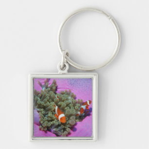 Three Clown Fishes on Sea Anemone, Andaman Sea Key Ring