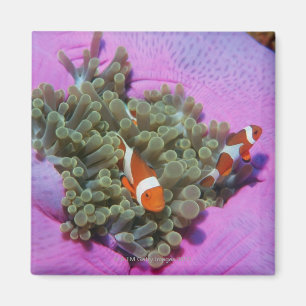 Three Clown Fishes on Sea Anemone, Andaman Sea Magnet