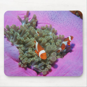Three Clown Fishes on Sea Anemone, Andaman Sea Mouse Mat
