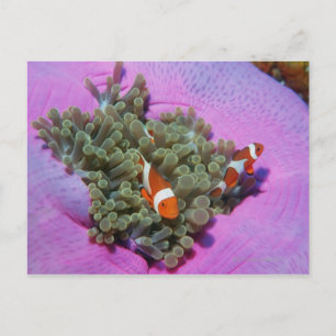 Three Clown Fishes on Sea Anemone, Andaman Sea Postcard