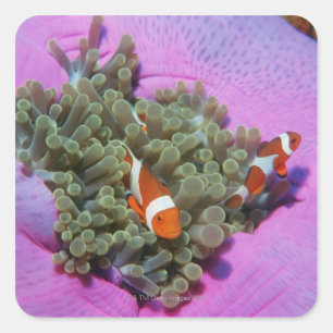 Three Clown Fishes on Sea Anemone, Andaman Sea Square Sticker
