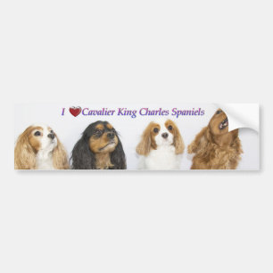 Three Colours of Cavalier King Charles Spaniels Bumper Sticker