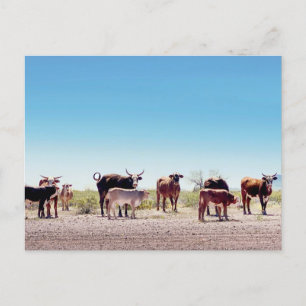 Three Cow Families  Postcard