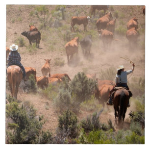 Three cowboys and cowgirls driving cattle tile