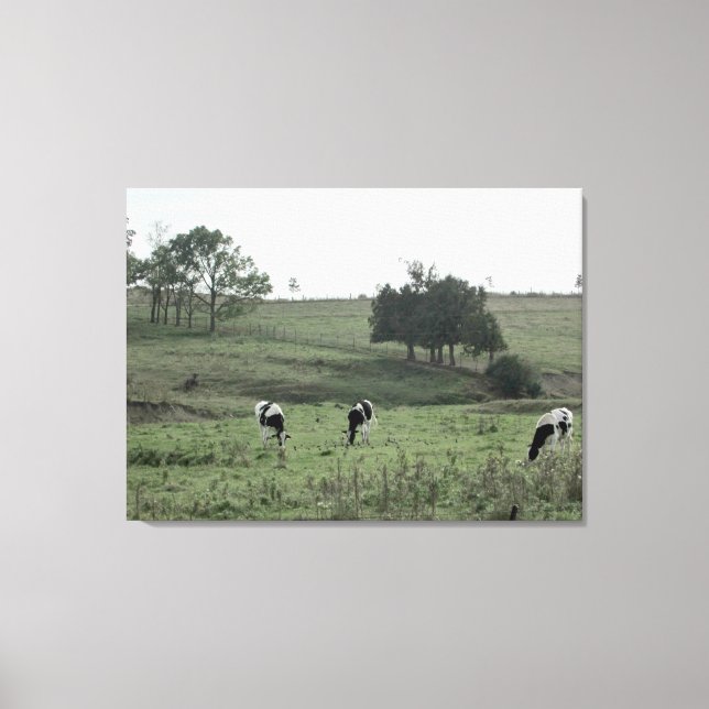 Three Cows in a Field  Photography Wall Art (Front)