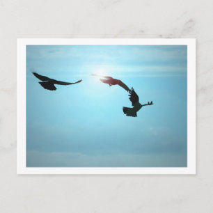 Three Crows Postcard