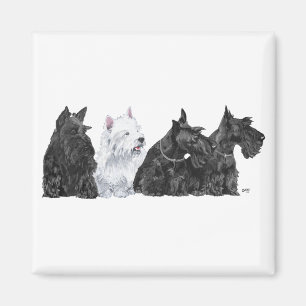 Three Curious Scotties and a Westie Magnet