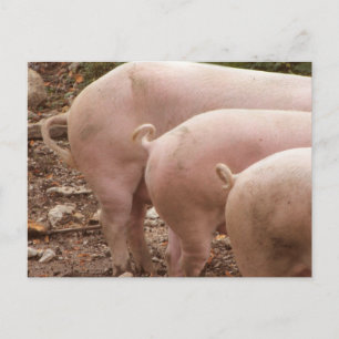 Three curly pigs tails Postcard
