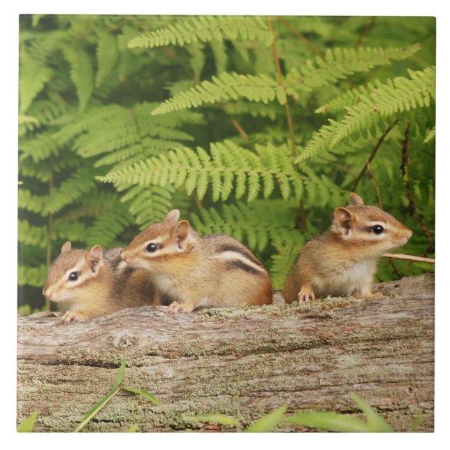 Three Cute Baby Chipmunks Tile (Front)
