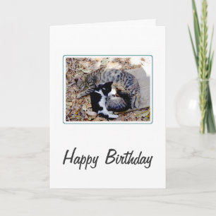 Three Cute Cats Curled Up Asleep Birthday Card