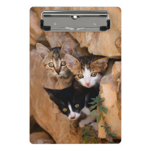 Three Cute Curious Cat Kittens Funny Photo on a Mini Clipboard