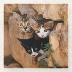 Three Cute Curious Cat Kittens Photo, Table-Decor Glass Coaster