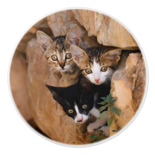 Three cute curious kittens ceramic knob