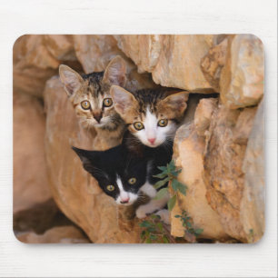 Three cute curious kittens mouse mat