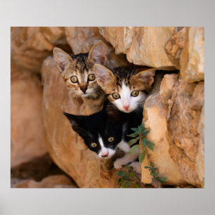 Three cute curious kittens poster