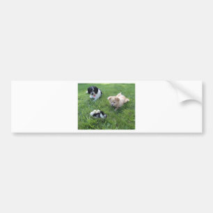 Three cute dogs in grass bumper sticker