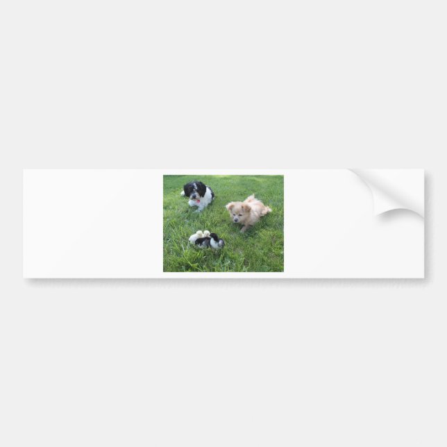 Three cute dogs in grass bumper sticker (Front)