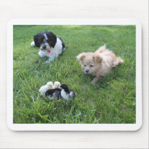 Three cute dogs in grass mouse mat