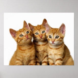 Three Cute Ginger Cat Kittens Friends Head Photo - Poster