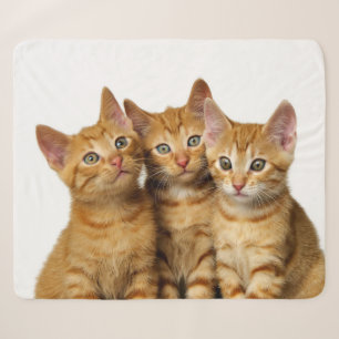 Three Cute Ginger Cat Kittens Friends Head Photo * Sherpa Blanket