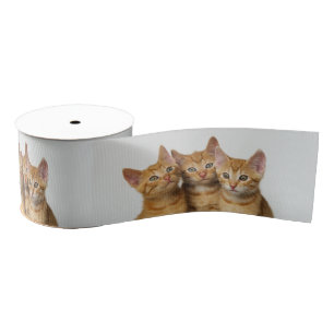 Three Cute Ginger Cat Kittens Together - Pet Photo Grosgrain Ribbon